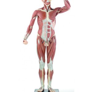 Somso Erkek Kas Figürü